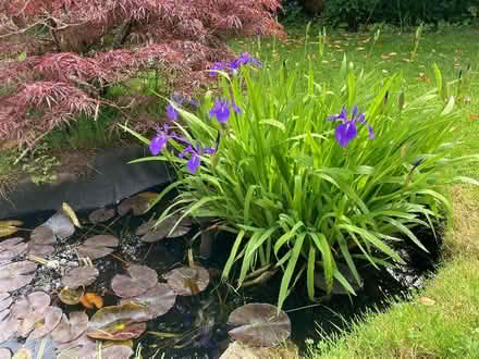 Photo of free Pond plants (Upper Radley OX14) #1