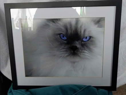 Photo of free Framed Picture of Gorgeous Cat (Coombe Bissett SP5) #1