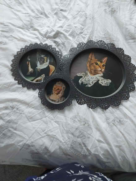 Photo of free Cat pictures (Sheffield S12 gleadless) #1