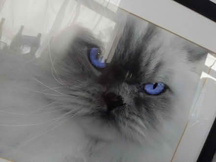 Photo of free Framed Picture of Gorgeous Cat (Coombe Bissett SP5) #3
