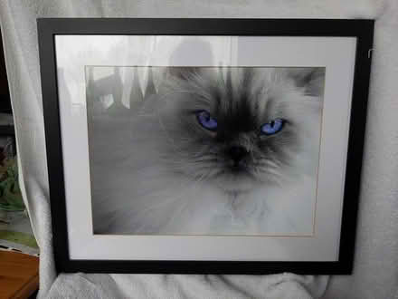 Photo of free Framed Picture of Gorgeous Cat (Coombe Bissett SP5) #2