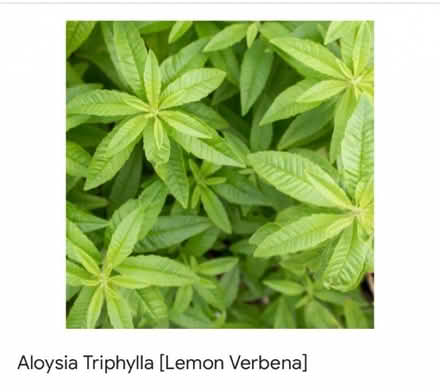 Photo of Lemon verbena plant (Surlingham NR14) #1