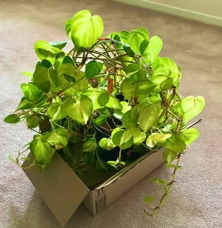 Photo of free Heartleaf Variegated Philedendron (Mississauga - Dixie/Bloor) #1