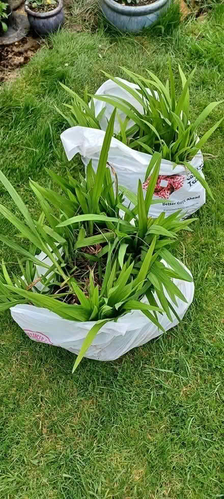 Photo of free Crocosmia (Montbretia) Plants (Stotfold, SG5) #1