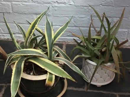 Photo of free House plants (Norton juxta Twycross CV9) #1
