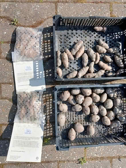 Photo of free Seed potatoes (Kennet FK10) #1