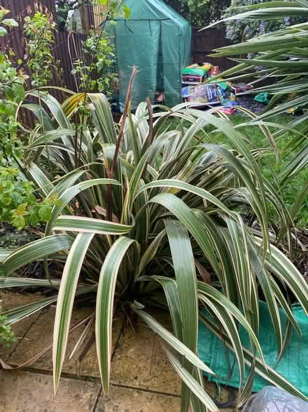 Photo of free plant (Highbury N5) #1
