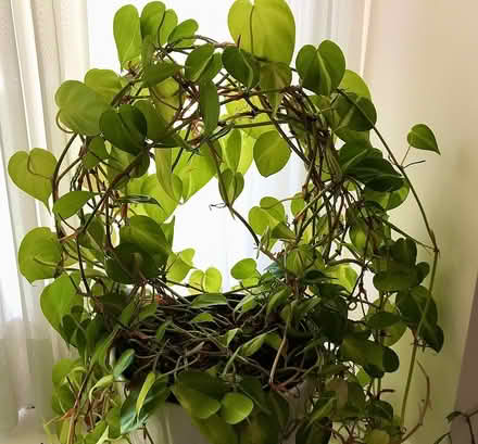Photo of free Heartleaf Variegated Philedendron (Mississauga - Dixie/Bloor) #3