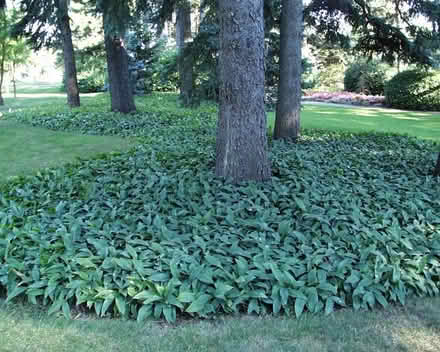 Photo of Perennial plants (Toronto) #3