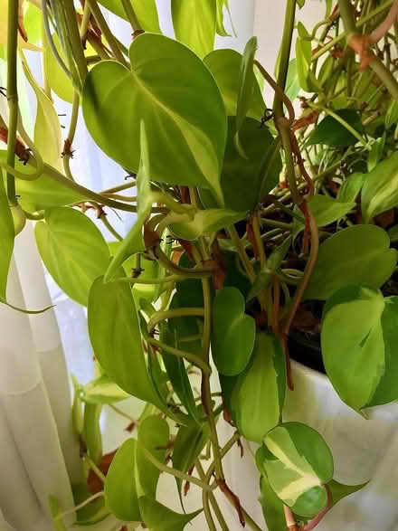 Photo of free Heartleaf Variegated Philedendron (Mississauga - Dixie/Bloor) #2