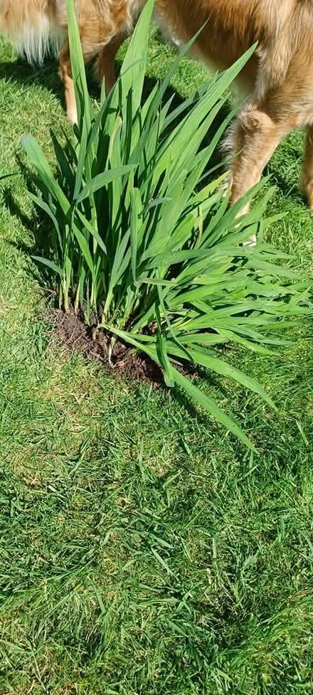 Photo of free Crocosmia (Montbretia) Plants (Stotfold, SG5) #2