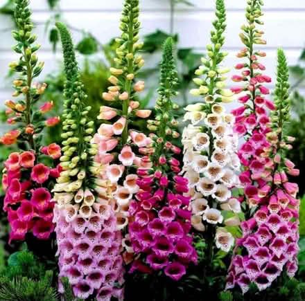 Photo of Any unwanted foxglove plants (Peacehaven BN10) #1