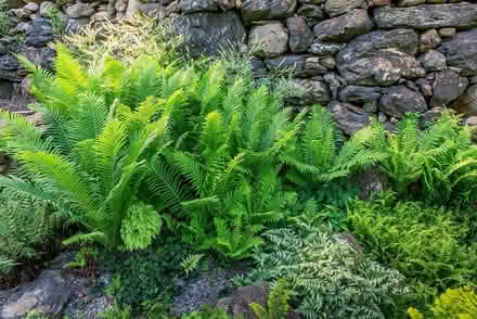Photo of Perennial plants (Toronto) #1