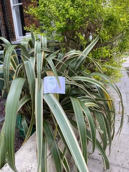 Photo of free plant (Highbury N5) #2