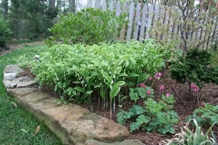 Photo of Perennial plants (Toronto) #2