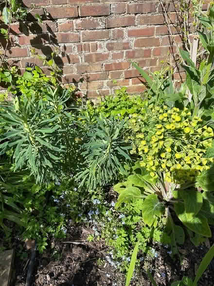 Photo of free Euphorbia (E8 London Fields) #1