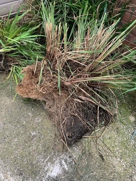 Photo of free Pond plants (Fruitlands WR14) #2