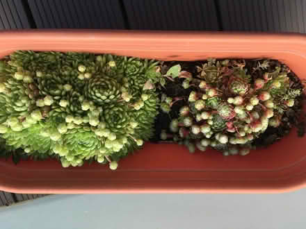 Photo of free Succulents (Greenwich MV, SE10) #2