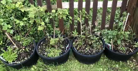 Photo of free Berry Bushes in Planters (Disraeli HP13) #1