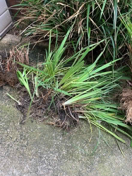 Photo of free Pond plants (Fruitlands WR14) #1