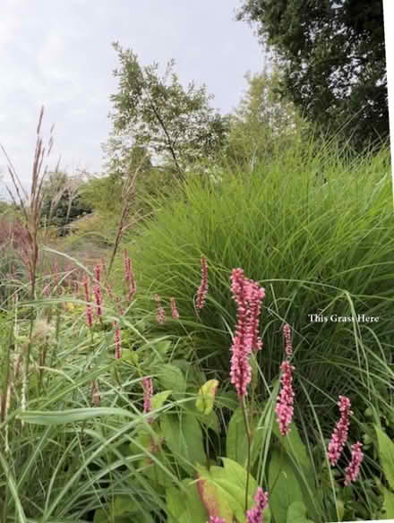 Photo of free 3 clumps of decorative grass - Miscanthus sinensis 'Gracilli (Tunbridge Wells S. TN2) #1