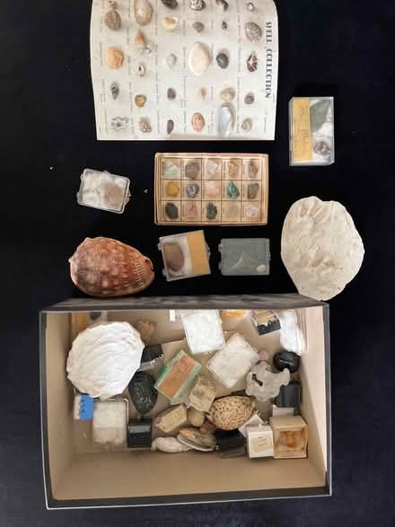 Photo of free Shell and Rock collection (Cleveland Park) #1