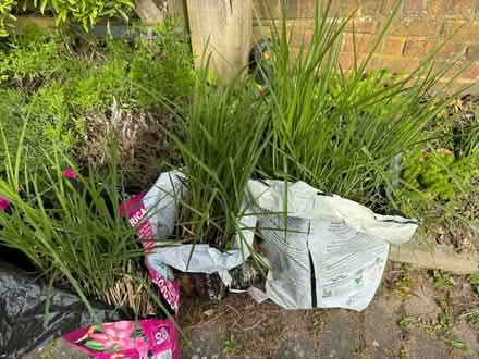 Photo of free 3 clumps of decorative grass - Miscanthus sinensis 'Gracilli (Tunbridge Wells S. TN2) #2