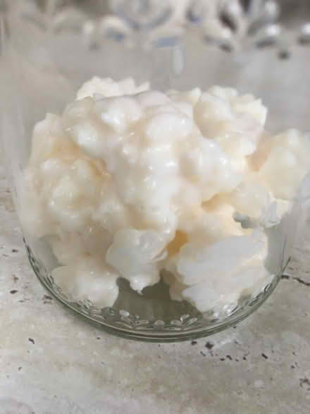 Photo of free Milk kefir grains (Belmont TN35) #1