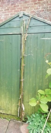 Photo of free Bamboo poles 5 to 6ft (Brookvale RG21) #1