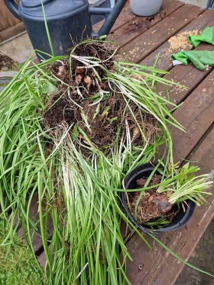 Photo of free Daffodill bulbs (Spondon) #1