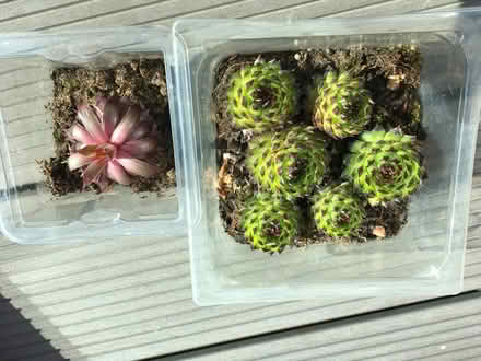 Photo of free Succulents (Greenwich MV, SE10) #1