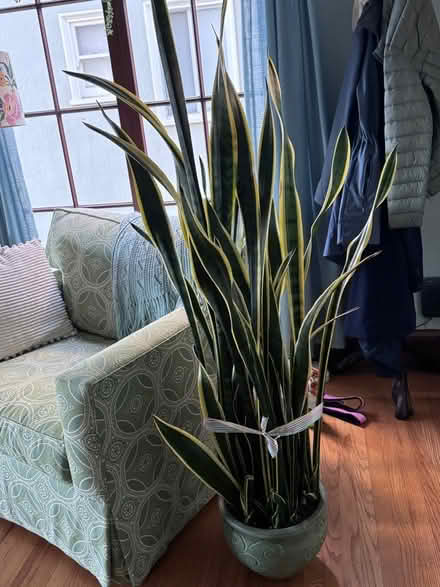 Photo of free Large snake plant (Lake Merritt) #1