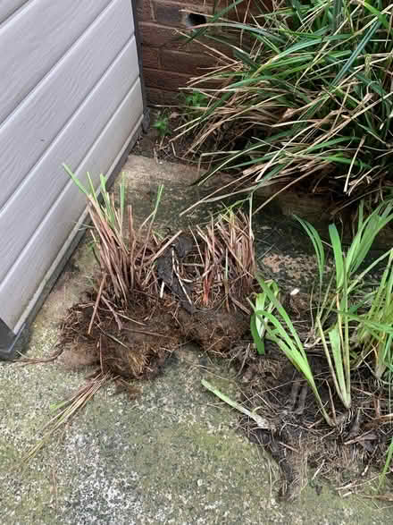 Photo of free Pond plants (Fruitlands WR14) #3