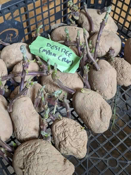 Photo of free Main crop seed potatoes for planting (Hillsborough S6) #2