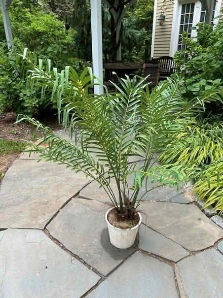 Photo of free artificial palm plant (Swarthmore) #1