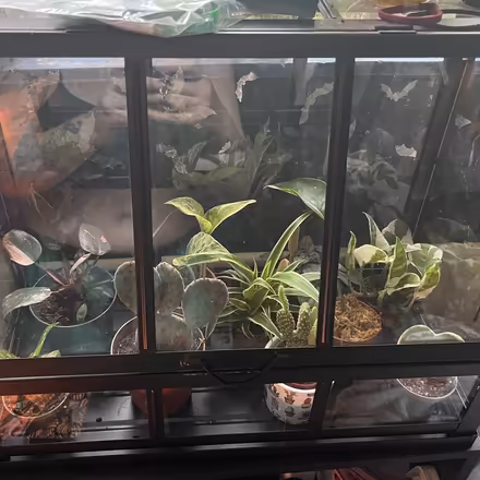 Photo of Any Houseplants (CT2) #1