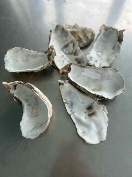 Photo of free Oyster shells clean (CB4 Arbury) #1