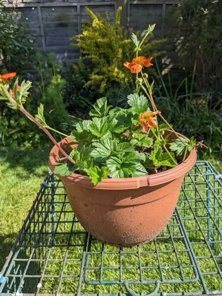 Photo of free Small hanging baskets (Welling DA16) #2