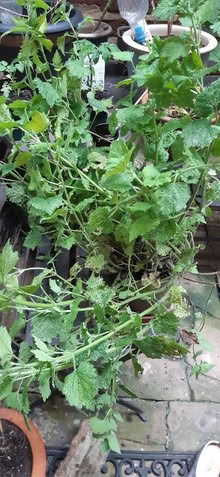 Photo of free Garden mint in a pot (Upper Holloway N19) #1
