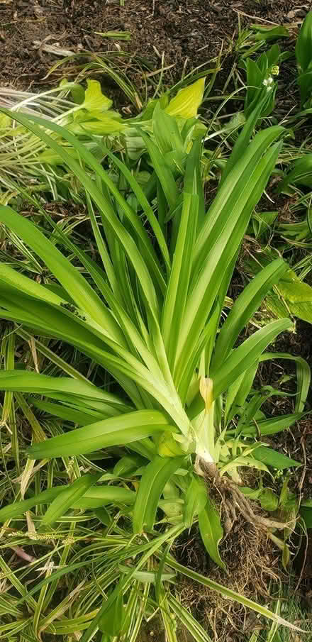 Photo of free Variegated grasses lilies (NE Yonkers) #1