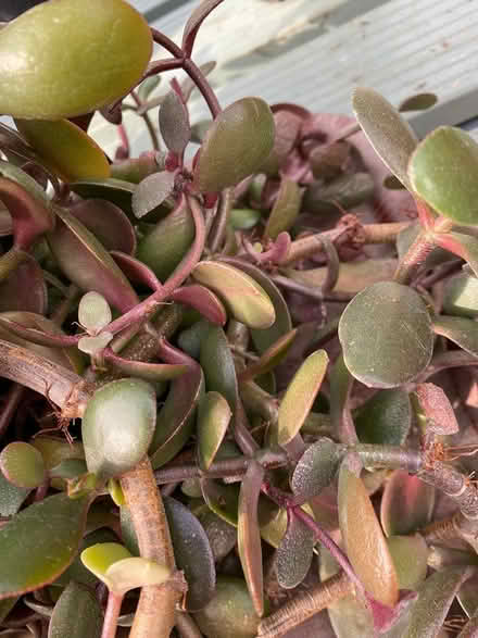 Photo of free Jade/Money Plant cuttings (Hinton Martell, Wimborne) #3