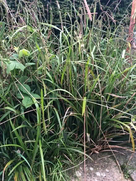 Photo of free Reeds (Radstock) #1