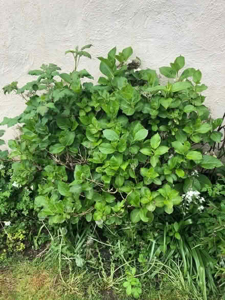 Photo of free hydrangea (Radstock) #1