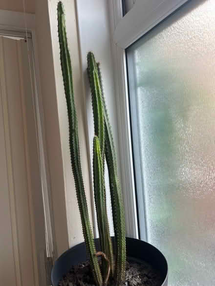 Photo of free 2 large cacti - Newbridge road (East Hull HU9 2) #3