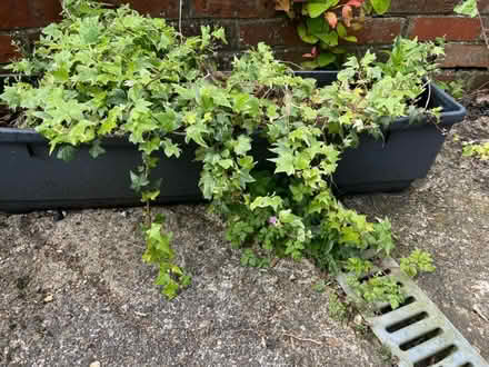 Photo of free Plastic Trough Style Planter (Polegate BN24) #1