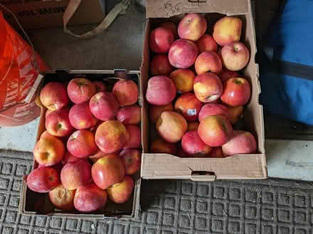 Photo of free apples (Renton Highlands) #1