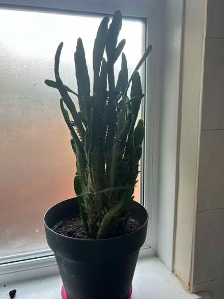 Photo of free 2 large cacti - Newbridge road (East Hull HU9 2) #4