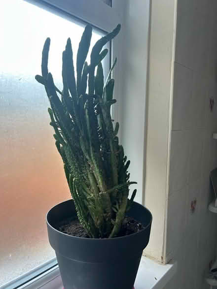 Photo of free 2 large cacti - Newbridge road (East Hull HU9 2) #2