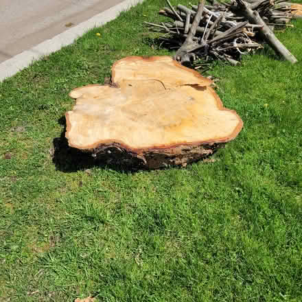 Photo of free Birch wood slice (Scarborough East) #1