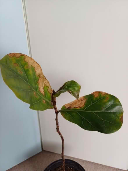 Photo of free Indoor plant (New Malden KT3) #2